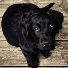 免费ddos在线攻击